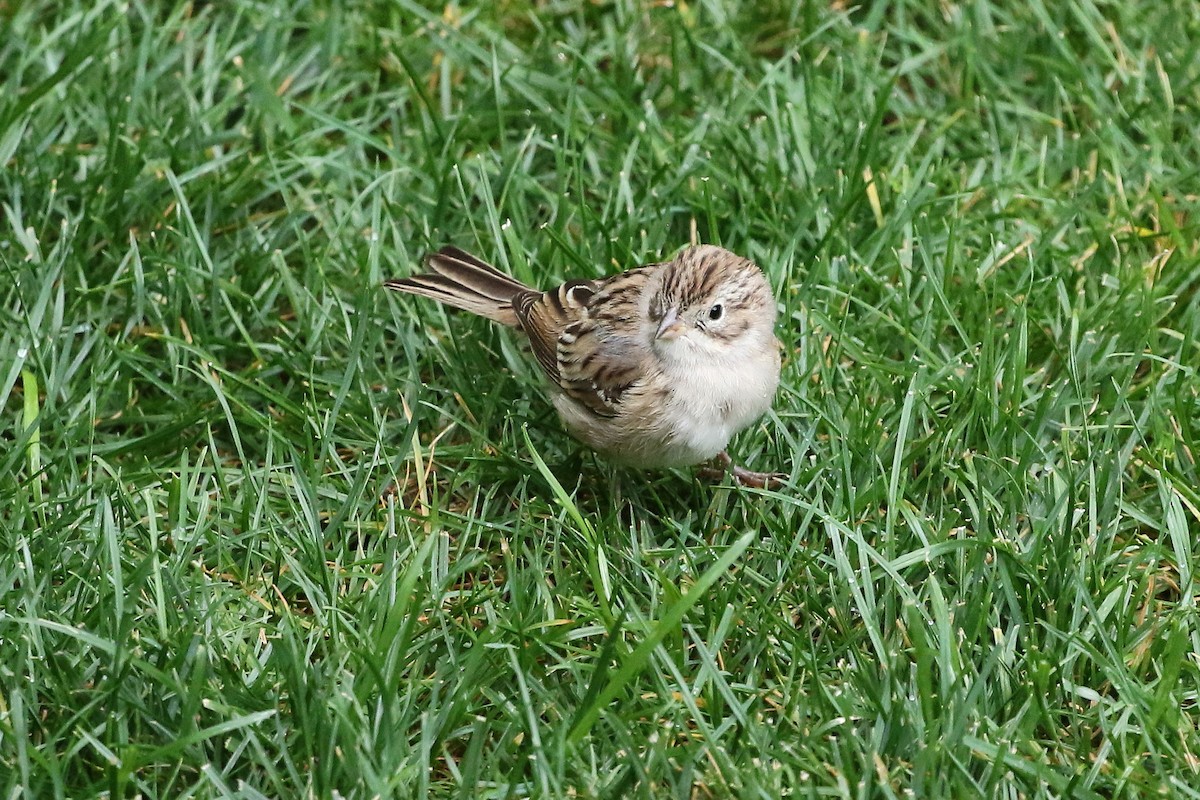 Brewer's Sparrow - ML642286090