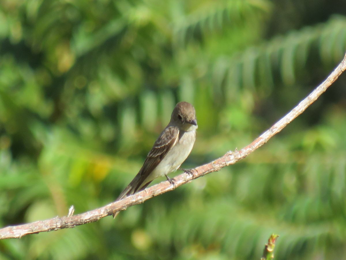 Western Wood-Pewee - ML642286104