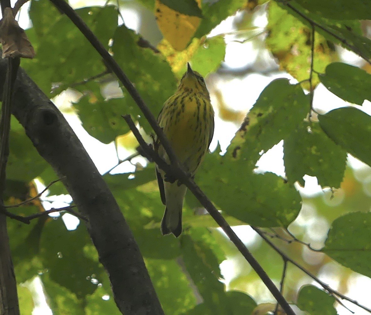 Cape May Warbler - ML642286121