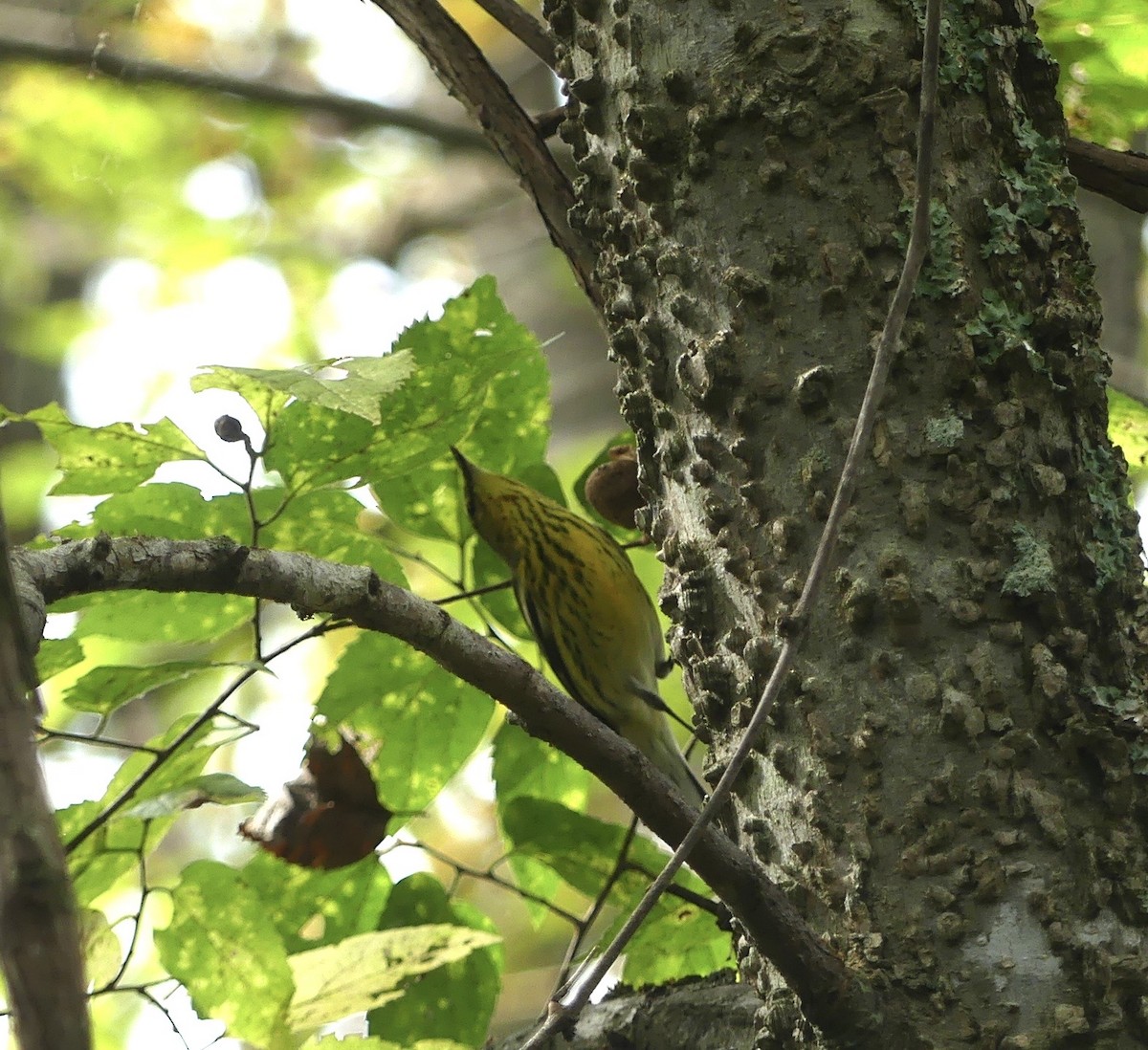 Cape May Warbler - ML642286122