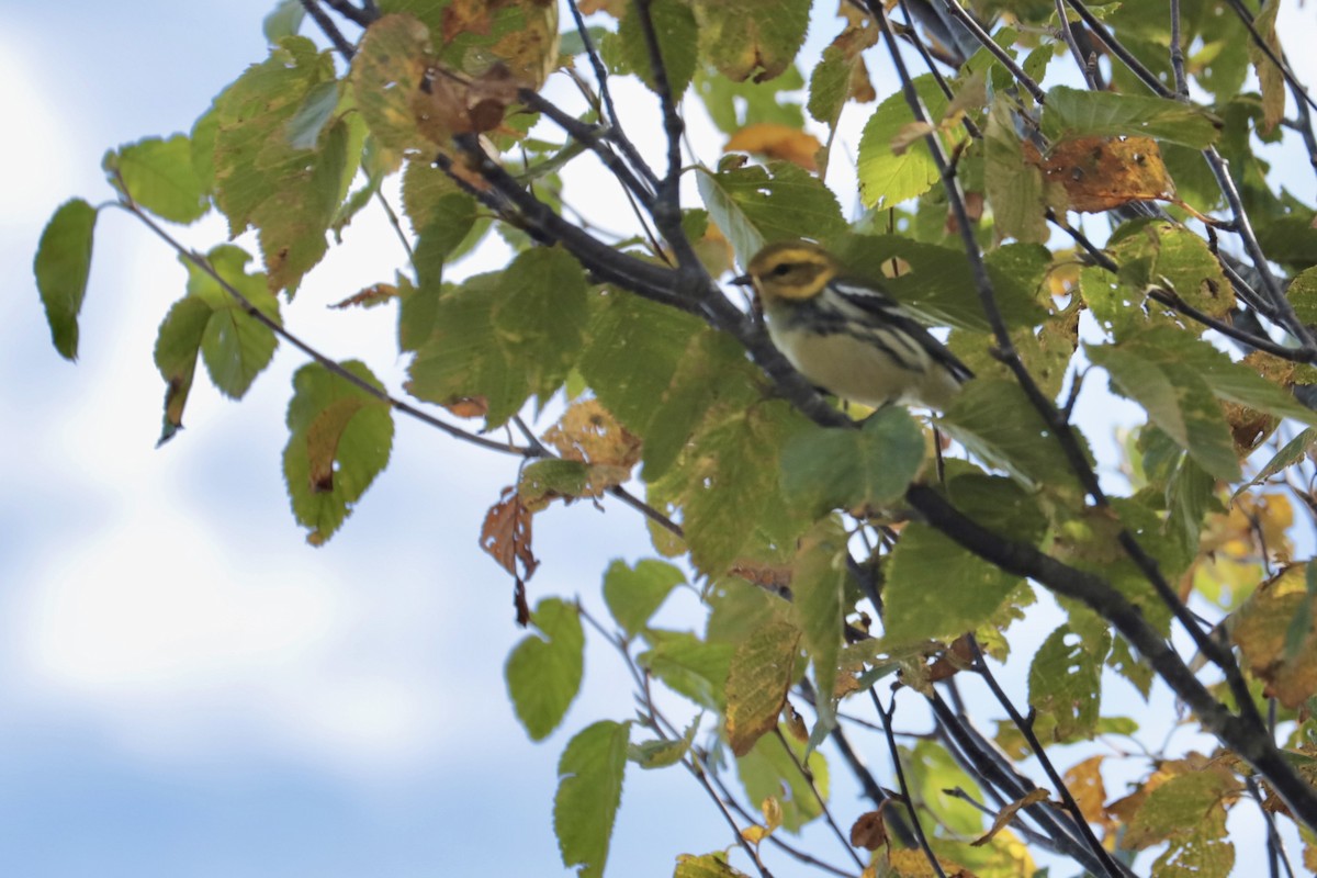 Yeşil Sırtlı Ötleğen - ML642286130