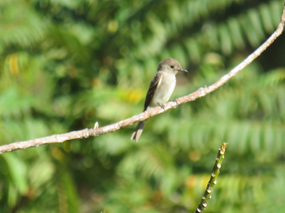 Western Wood-Pewee - ML642286132