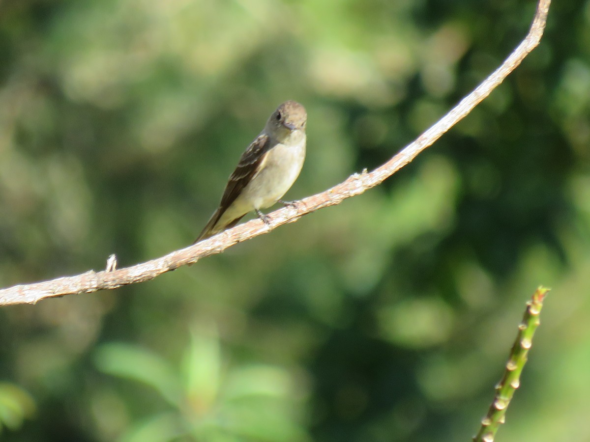 Western Wood-Pewee - ML642286133