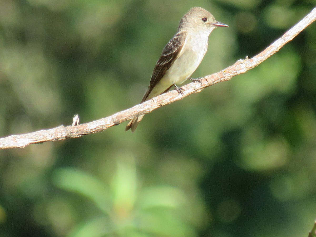 Western Wood-Pewee - ML642286134