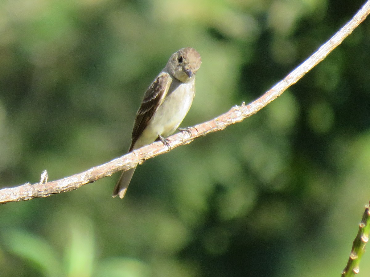 Western Wood-Pewee - ML642286135