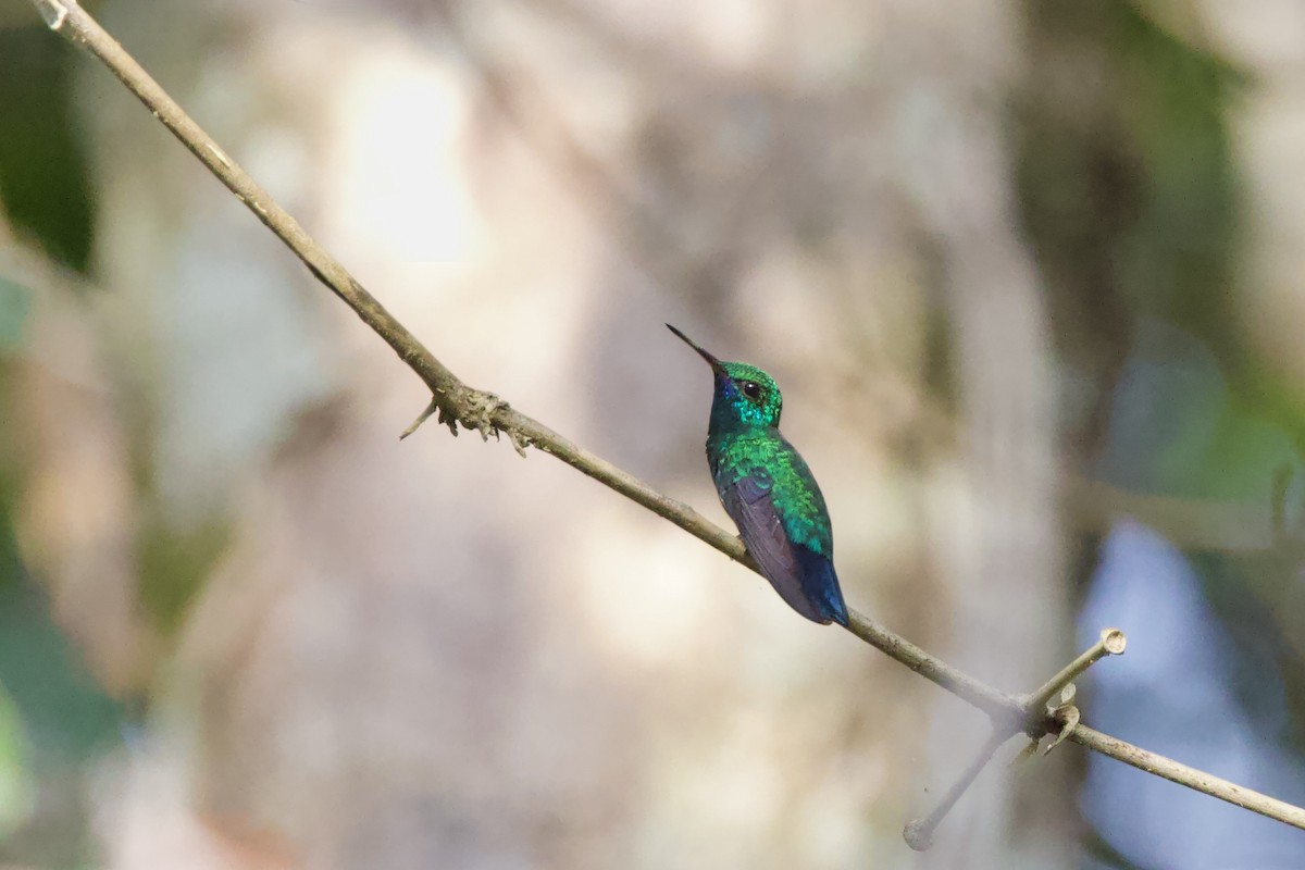 Blue-chinned Sapphire - ML642286137