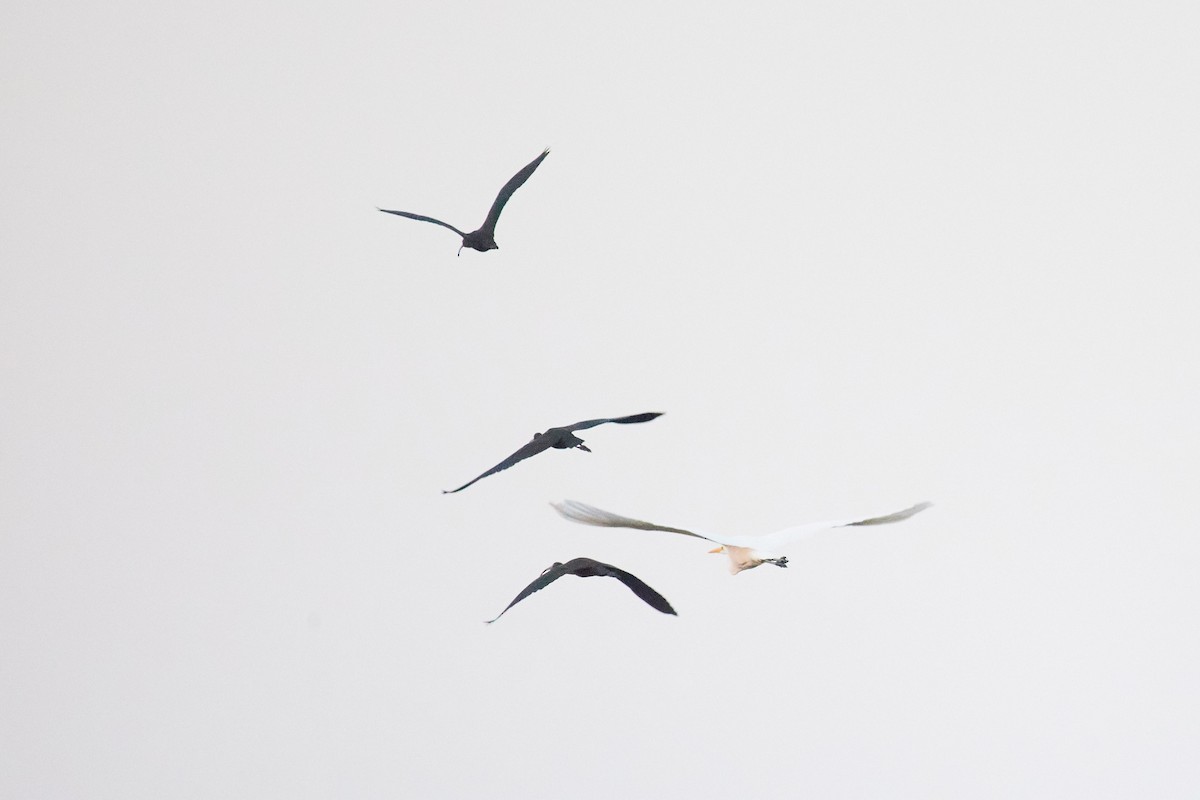 Glossy Ibis - ML642286152