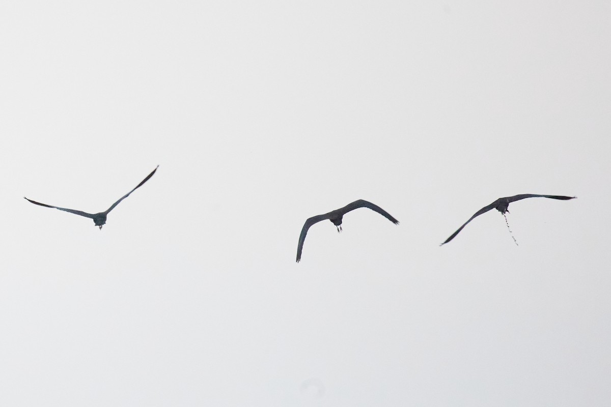Glossy Ibis - ML642286153