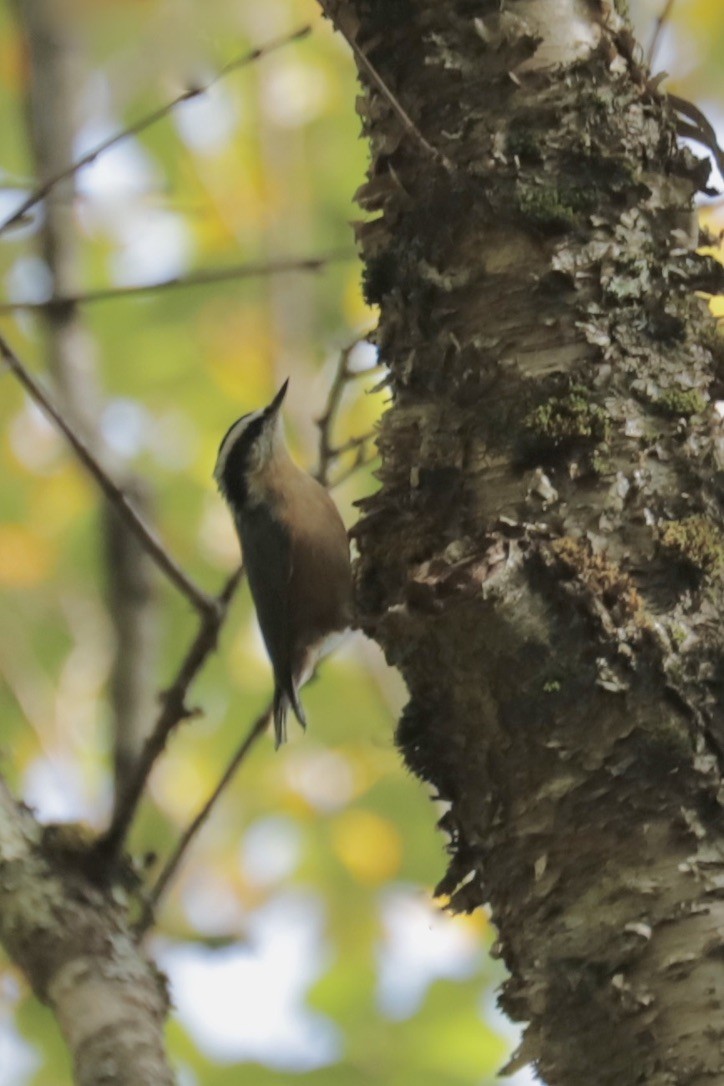 Kanada Sıvacısı - ML642286157