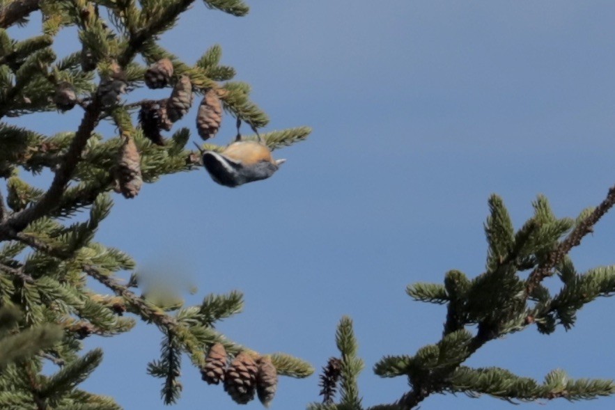 Kanada Sıvacısı - ML642286158