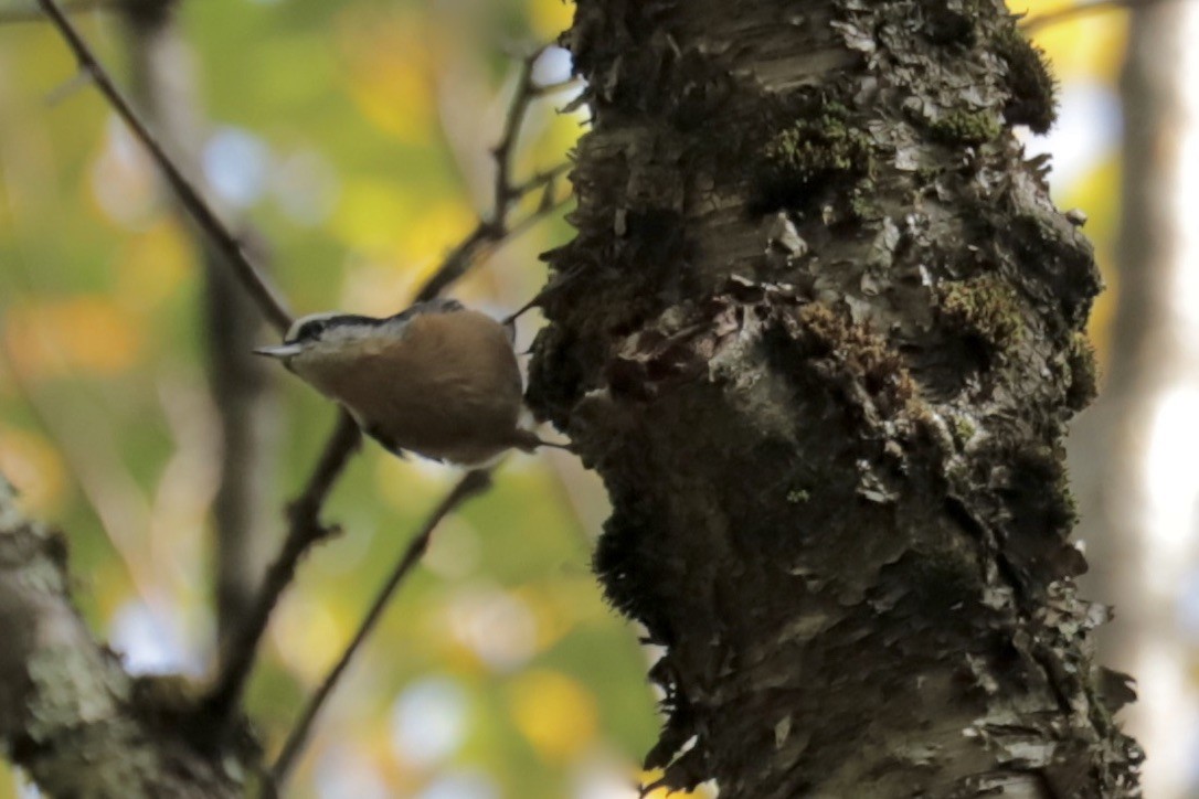 Kanada Sıvacısı - ML642286159