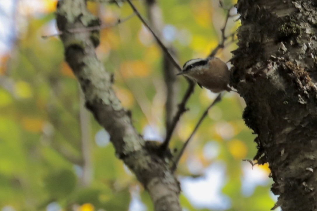 Kanada Sıvacısı - ML642286160