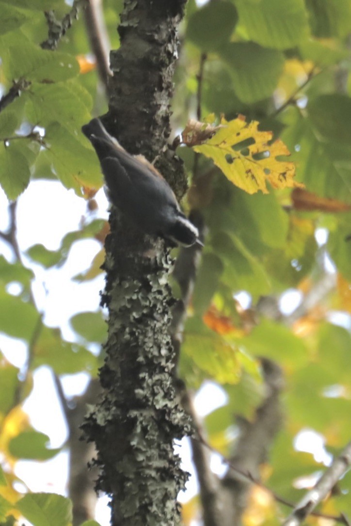 Kanada Sıvacısı - ML642286161