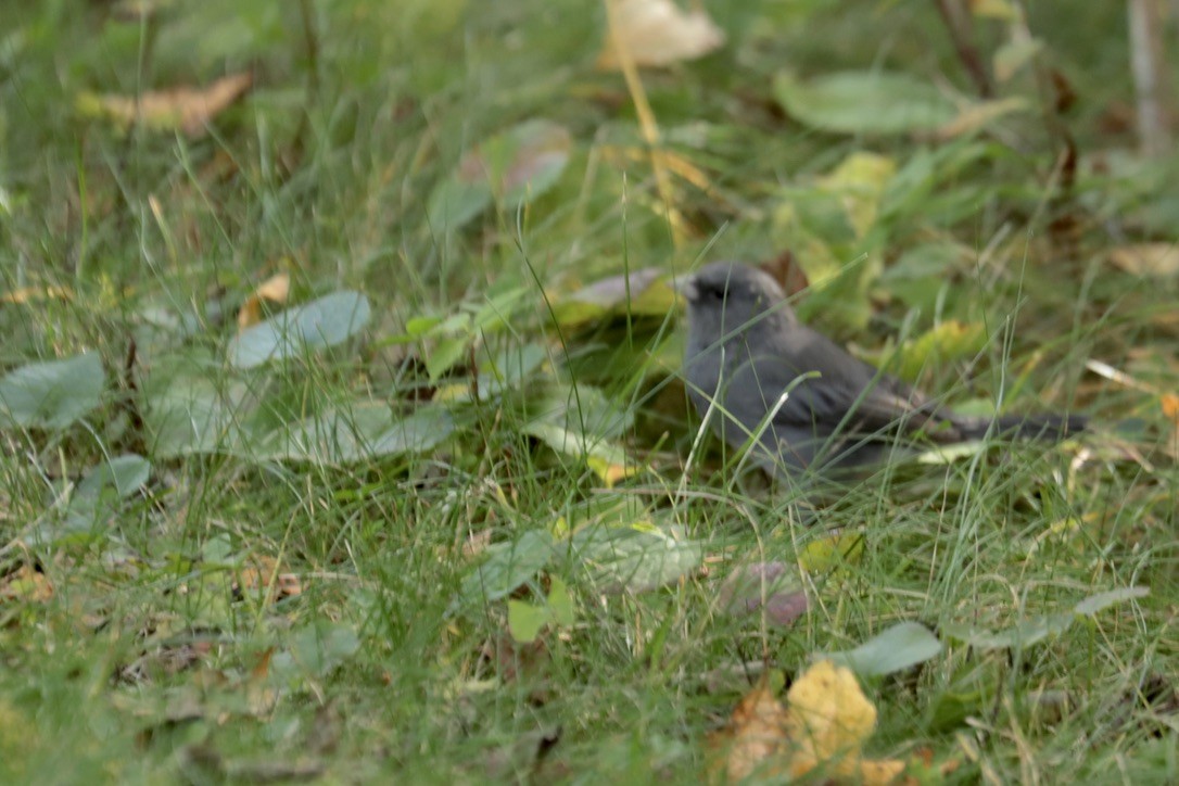 Kara Gözlü Junko - ML642286169