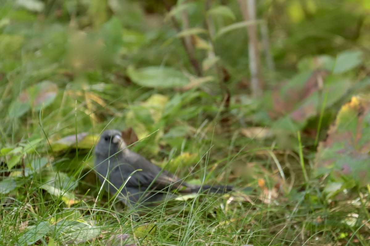 Kara Gözlü Junko - ML642286170