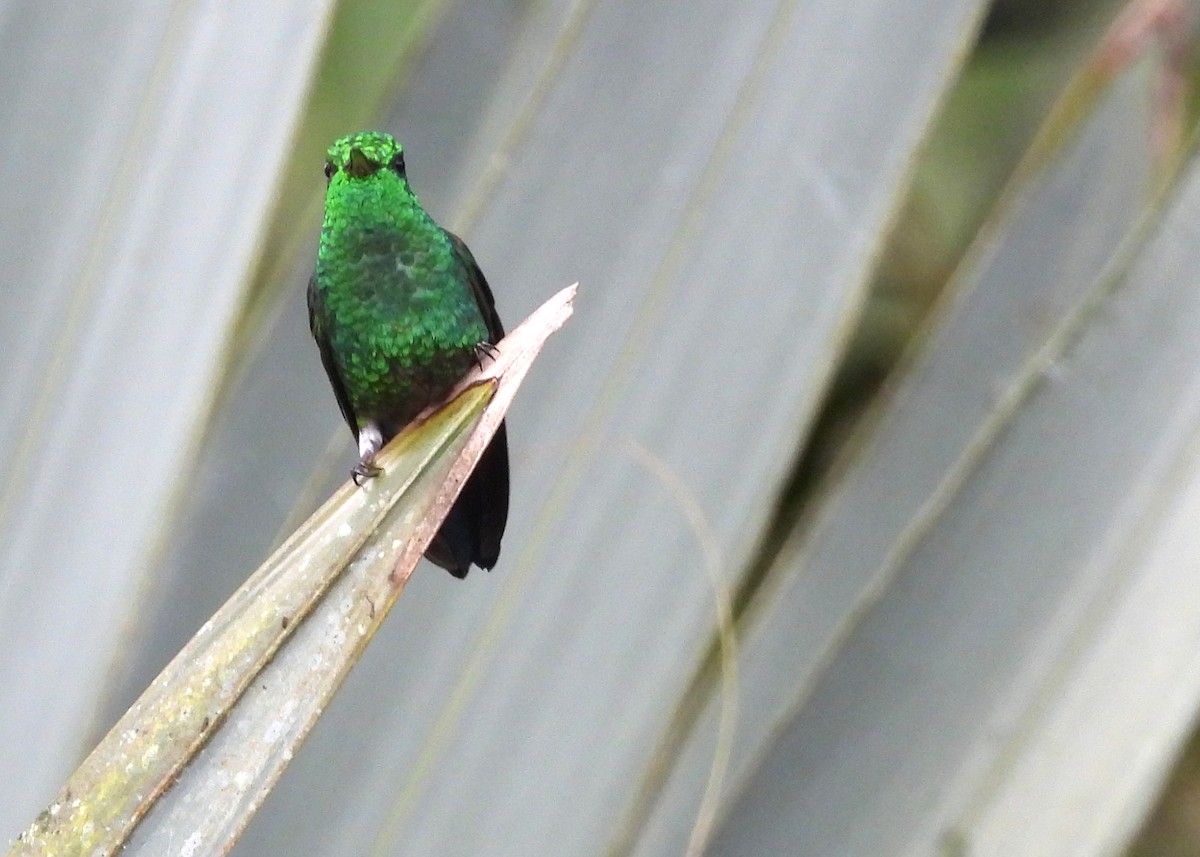 Steely-vented Hummingbird - ML642286175
