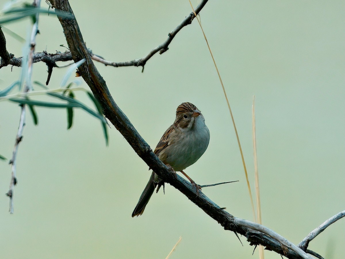 Brewer's Sparrow - ML642286185