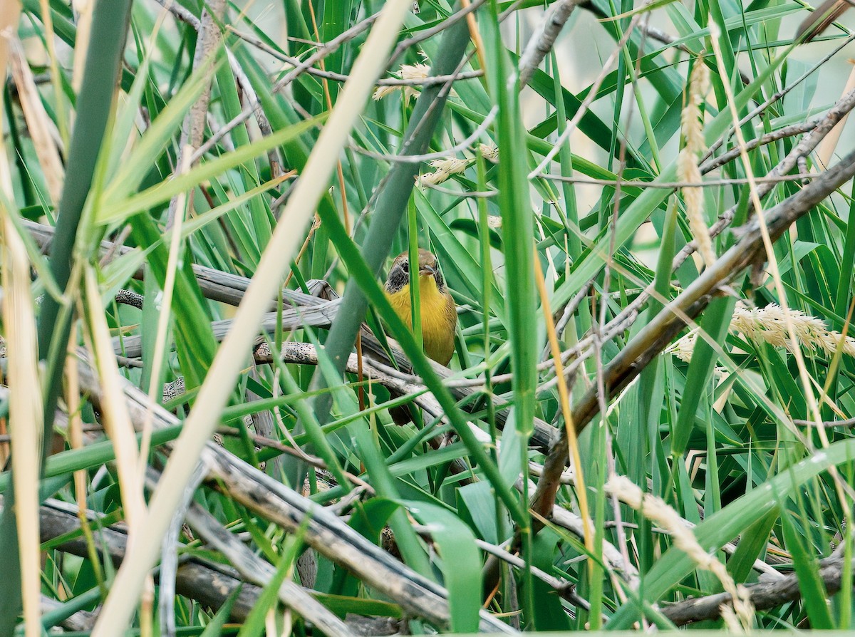 Common Yellowthroat - ML642286192