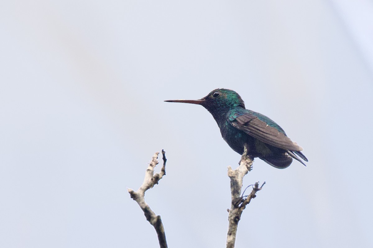 Blue-chinned Sapphire - ML642286193