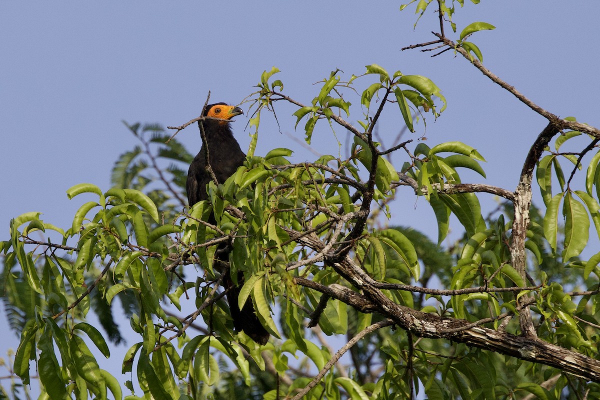 Black Caracara - ML642286201