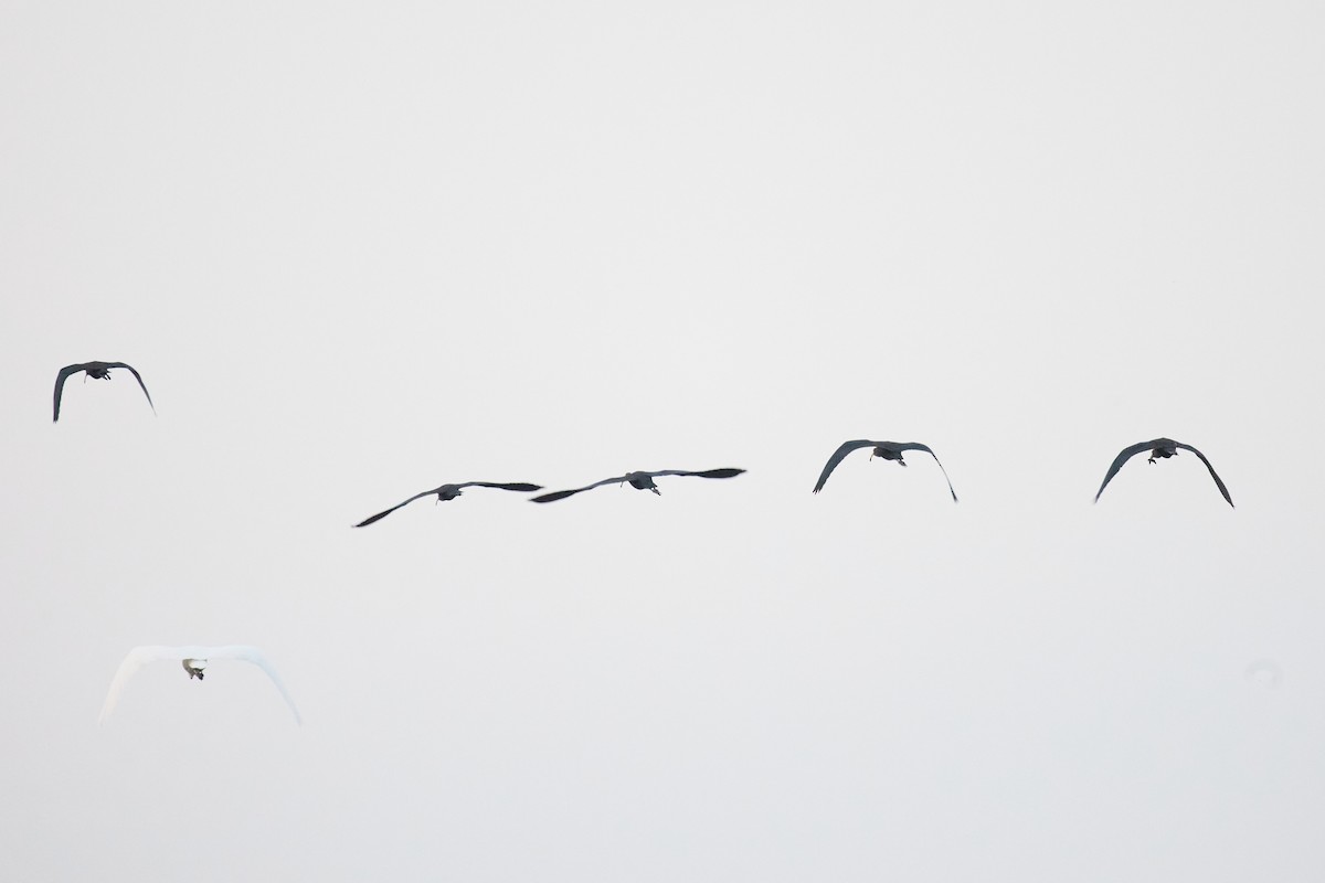 Glossy Ibis - ML642286210