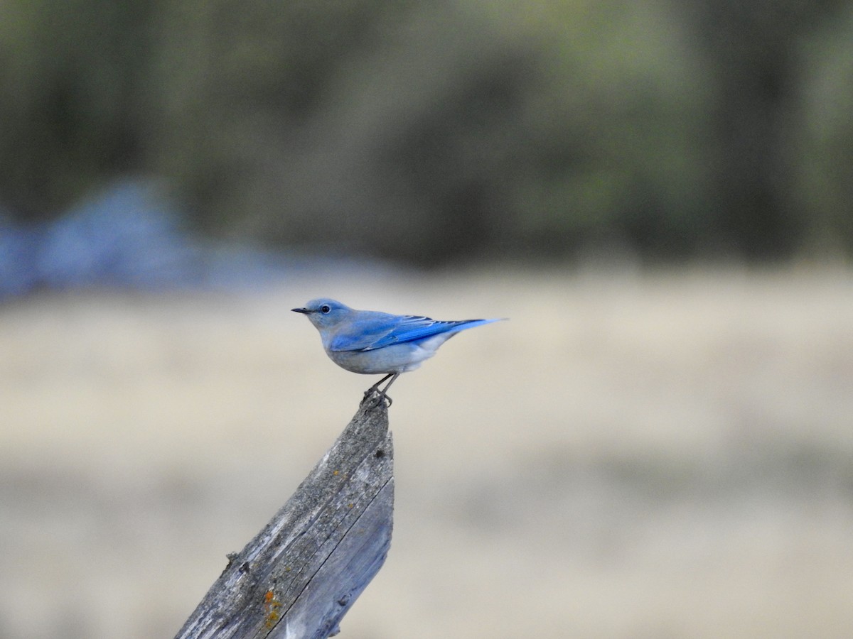 Mountain Bluebird - ML642286217