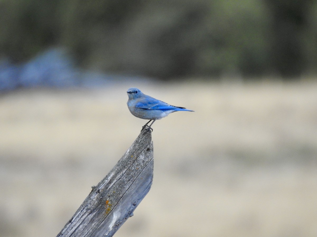 Mountain Bluebird - ML642286219