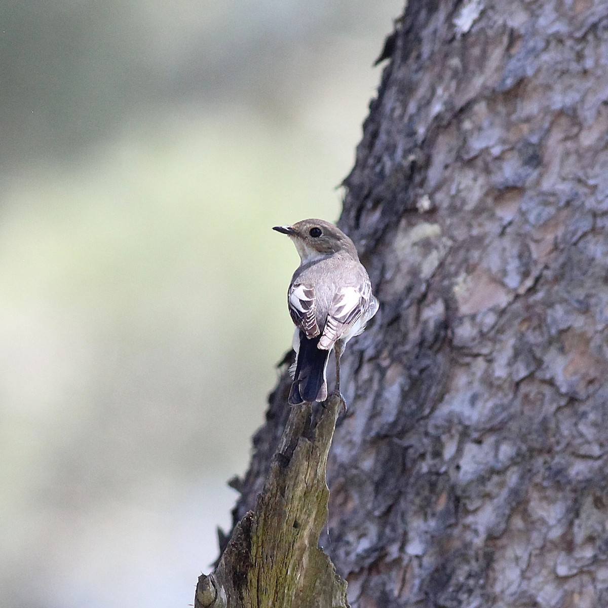 Atlas Flycatcher - ML642286245