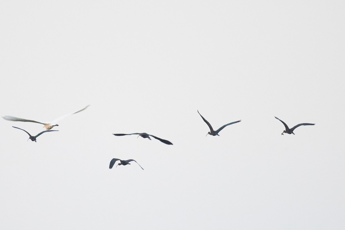 Glossy Ibis - ML642286246
