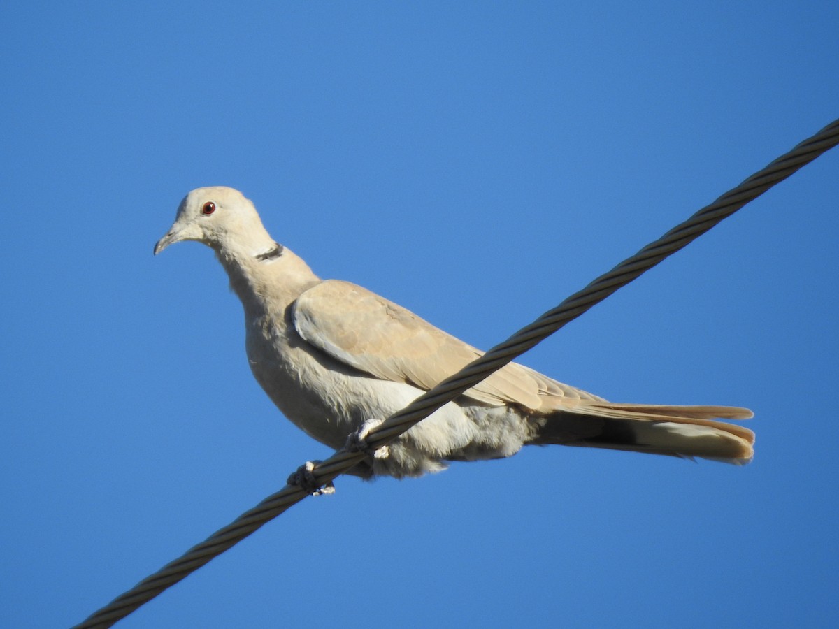 Eurasian Collared-Dove - ML642286268