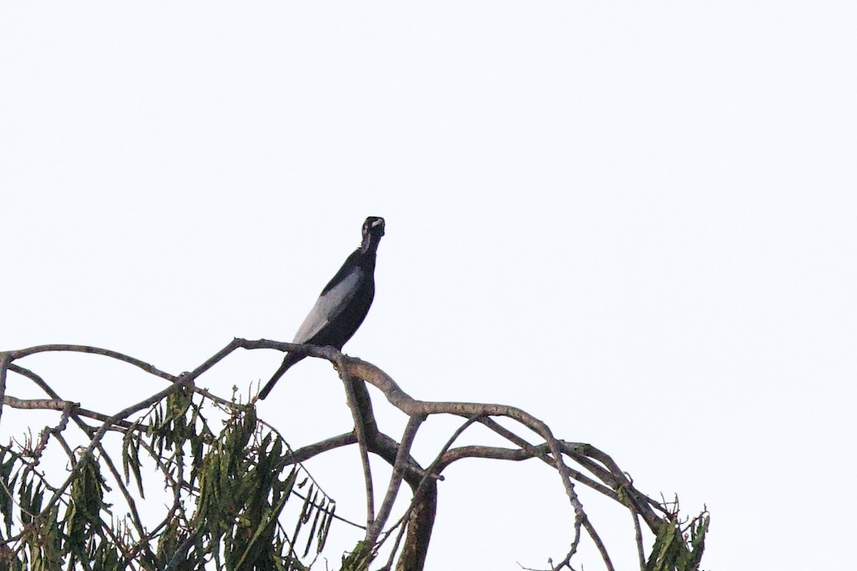 Bare-necked Fruitcrow - ML642286269