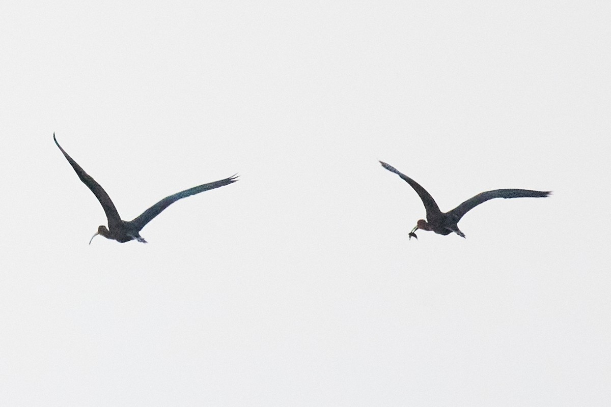 Glossy Ibis - ML642286276