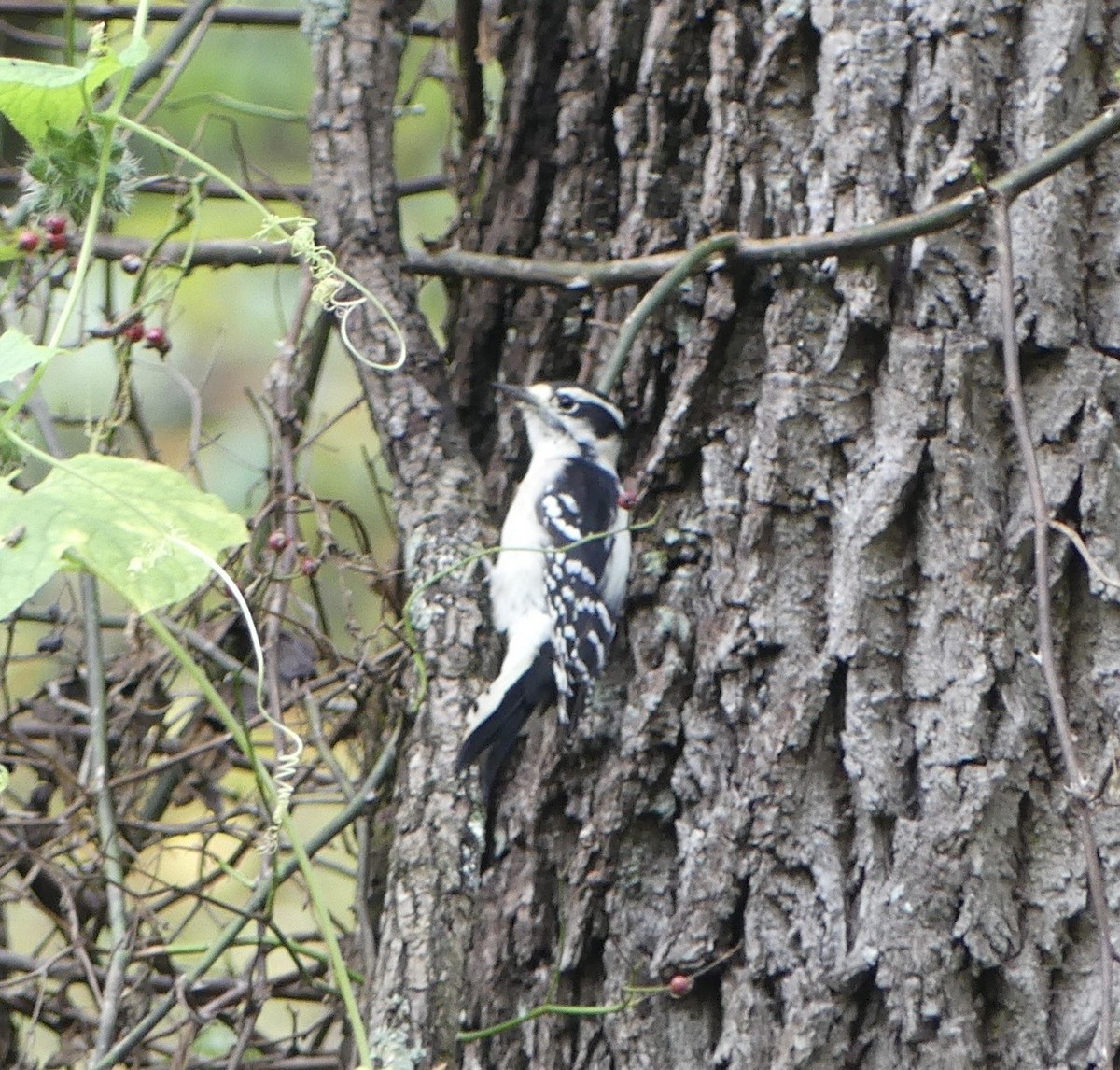 Downy Woodpecker - ML642286283