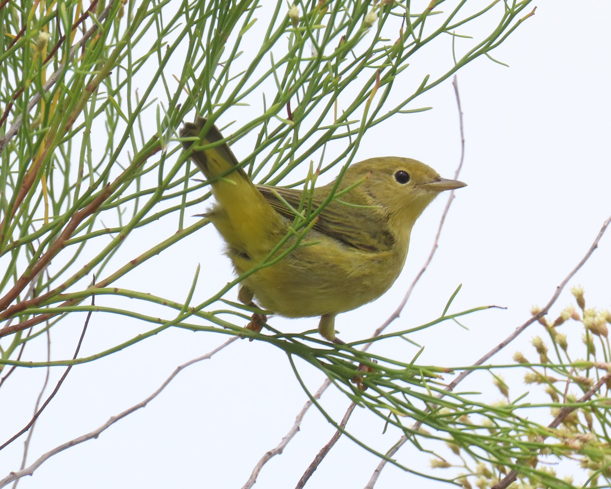 gulparula - ML642286284