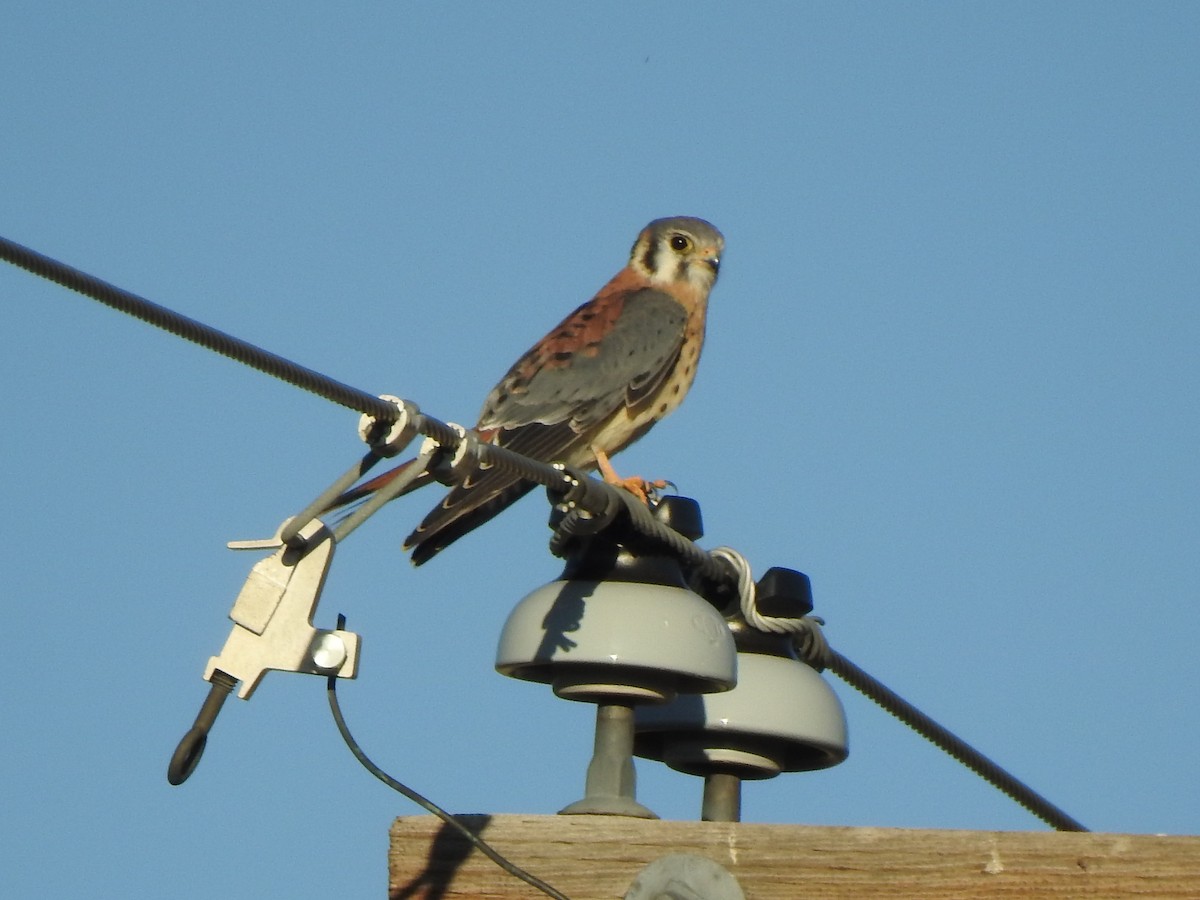 American Kestrel - ML642286291