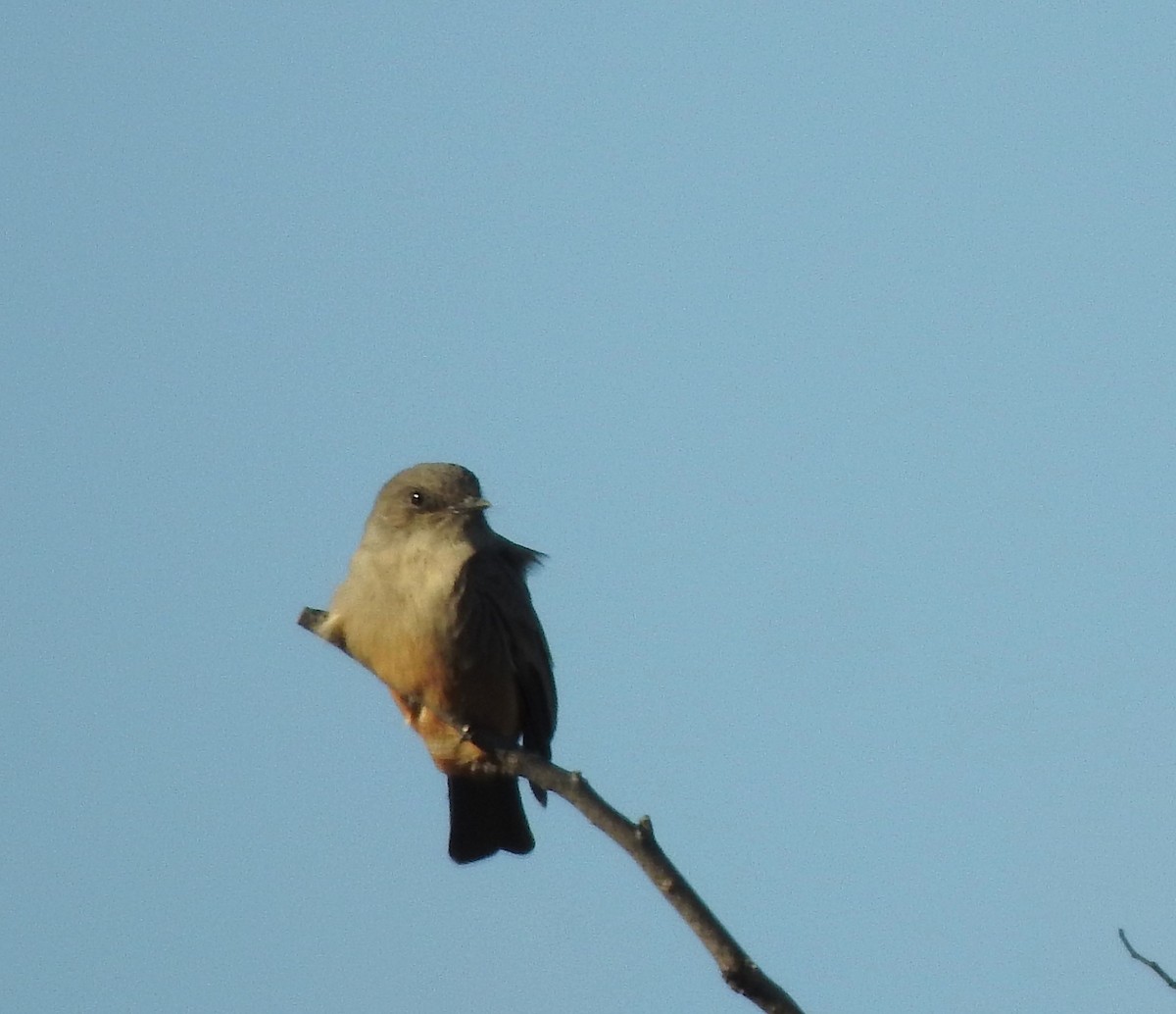 Say's Phoebe - ML642286295