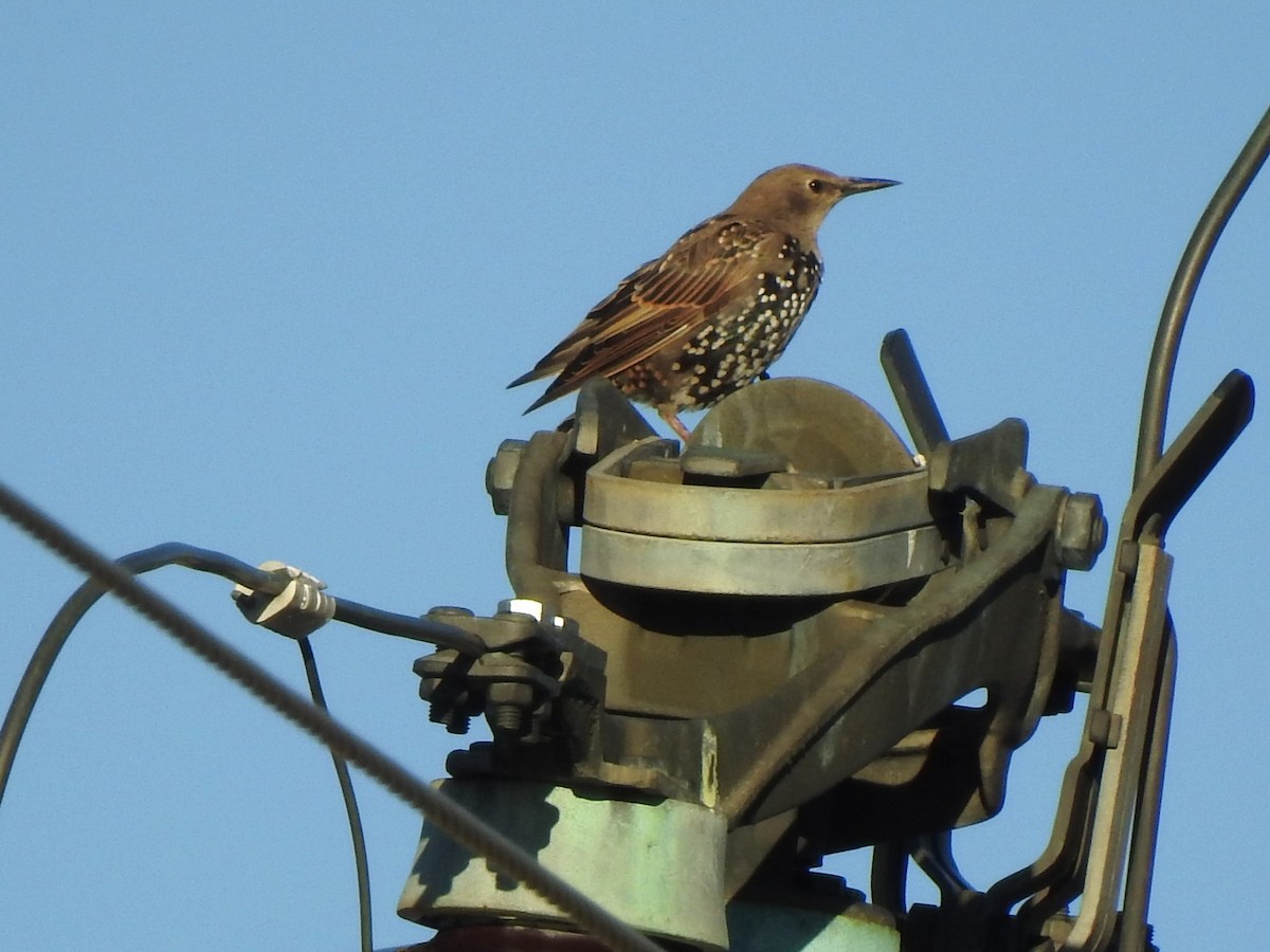 European Starling - ML642286297