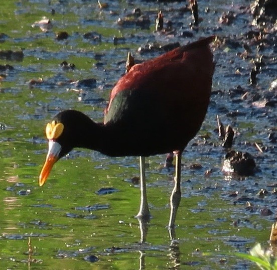 ostnák trnitý - ML642286299