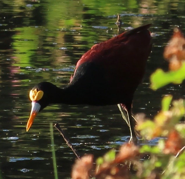 ostnák trnitý - ML642286300