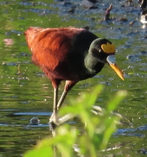 ostnák trnitý - ML642286301