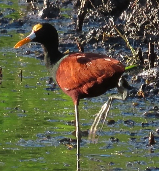 ostnák trnitý - ML642286302