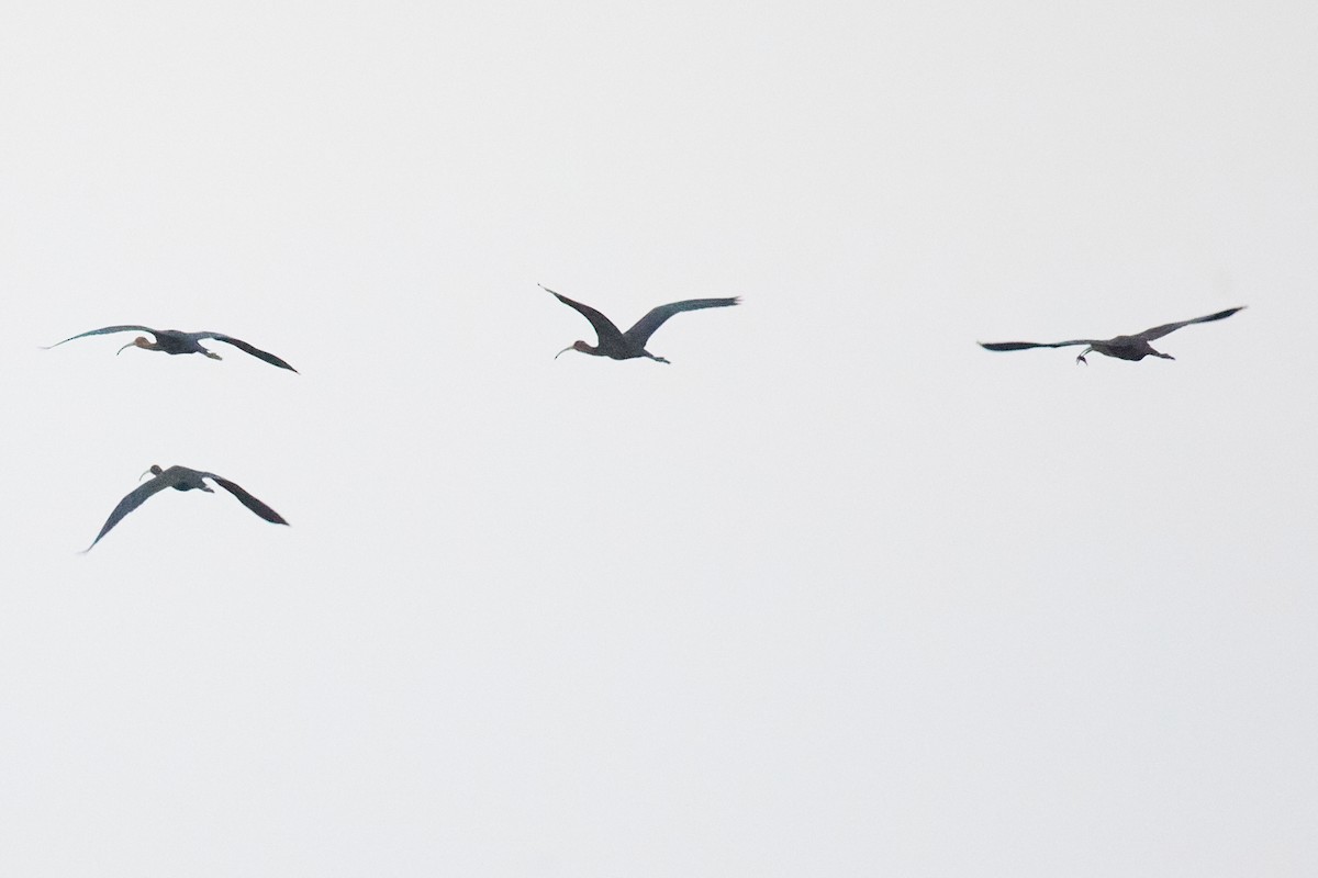 Glossy Ibis - ML642286303