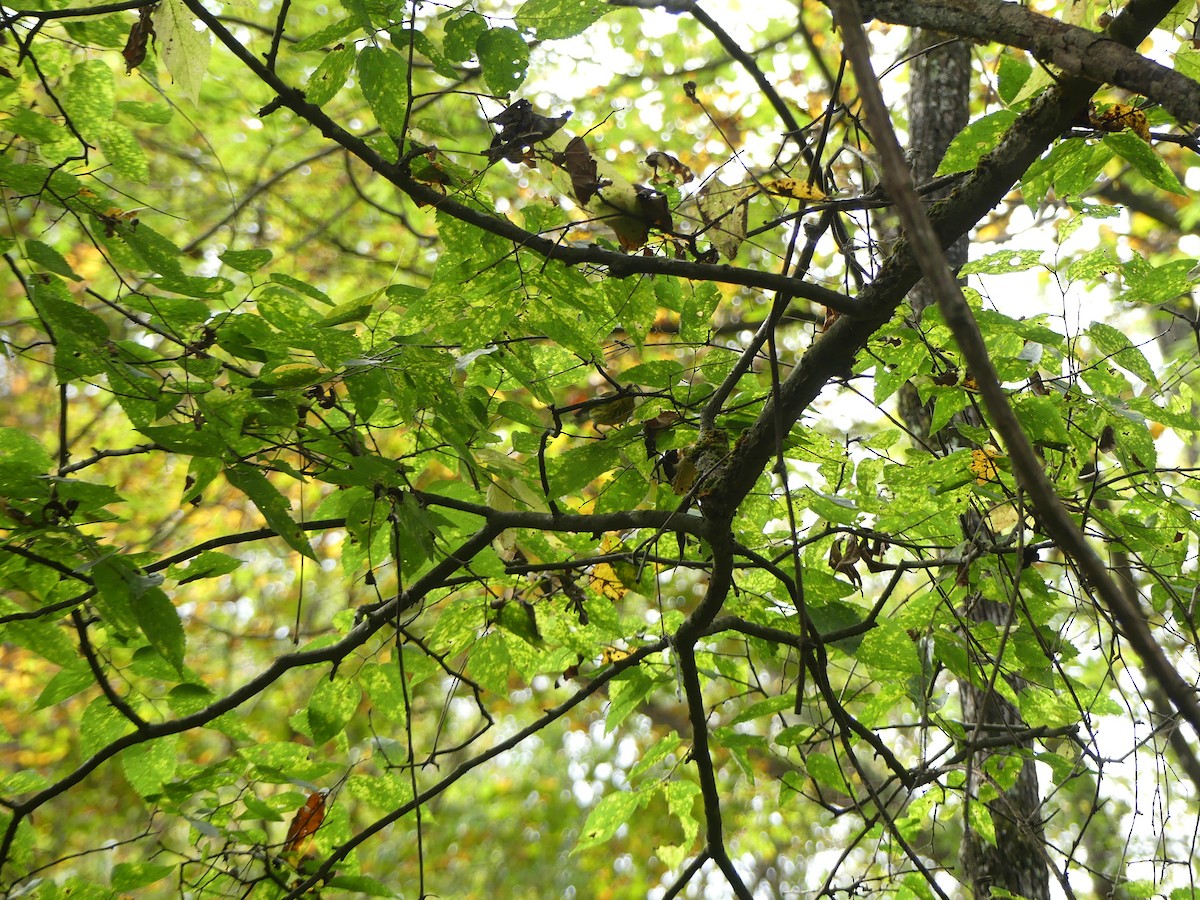 Black-throated Green Warbler - ML642286304