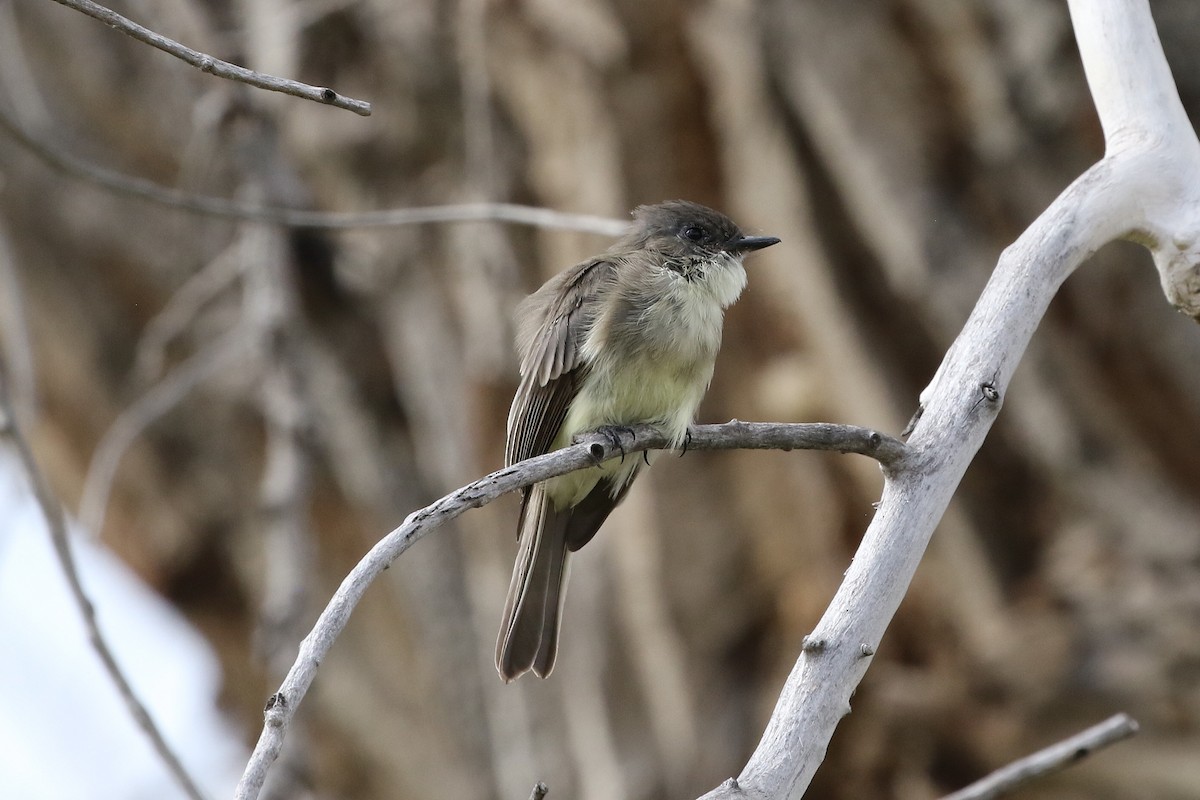 Eastern Phoebe - ML642286305