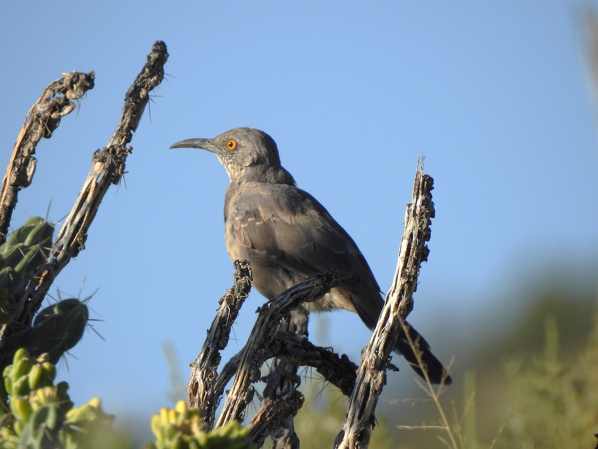 Curve-billed Thrasher - ML642286306