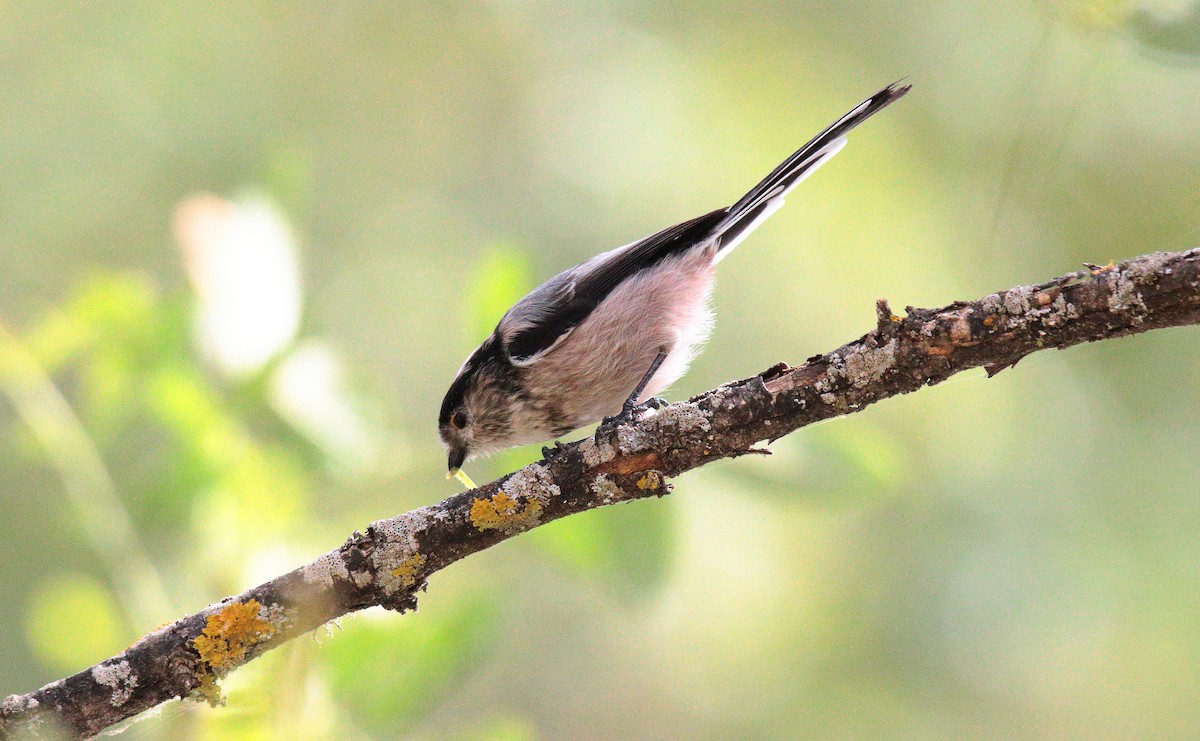 Сүүлт хөх бух - ML642286315