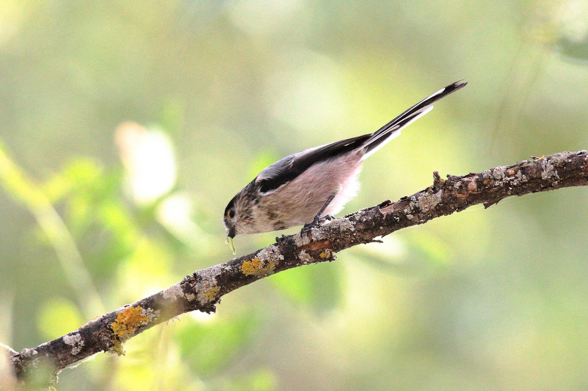 Сүүлт хөх бух - ML642286316