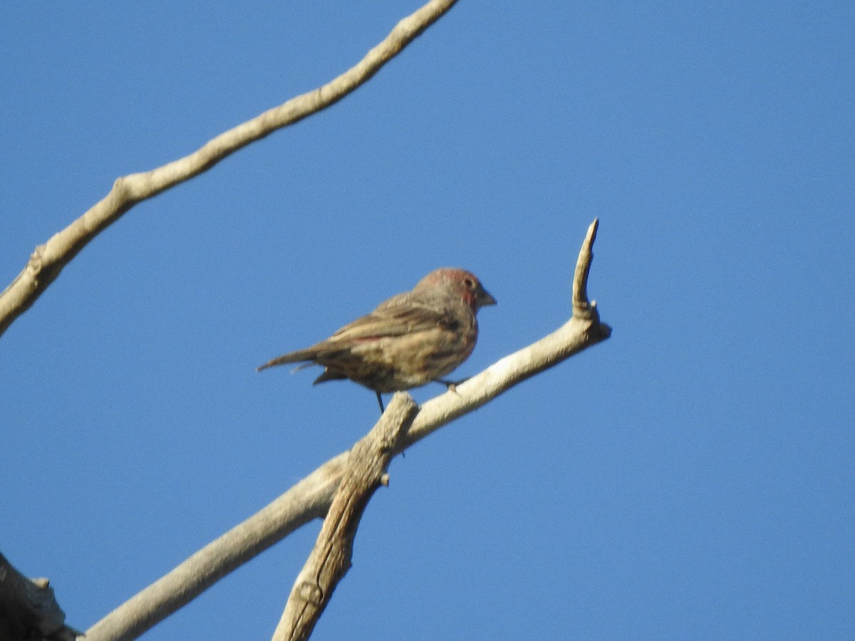 House Finch - ML642286317