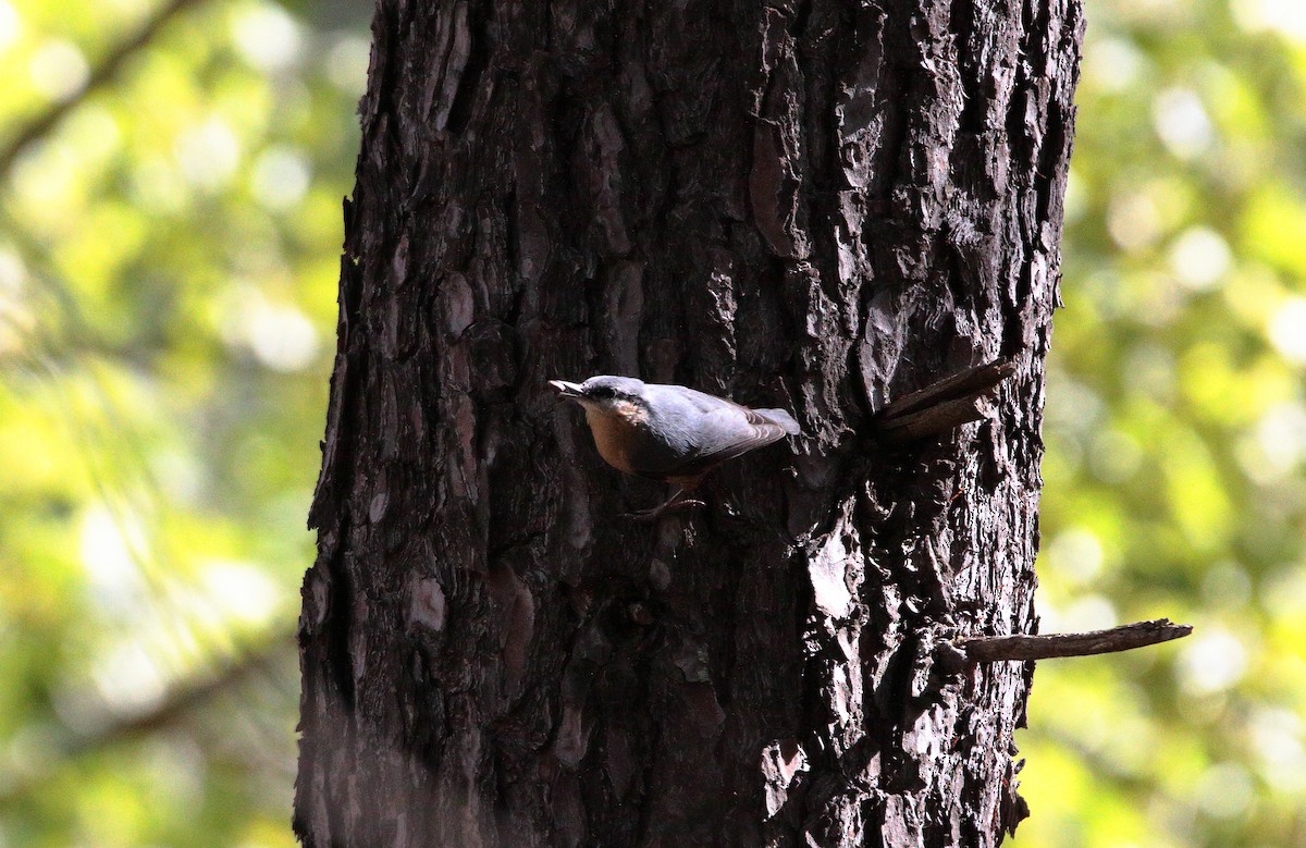 Өрнийн тоншголжин - ML642286321