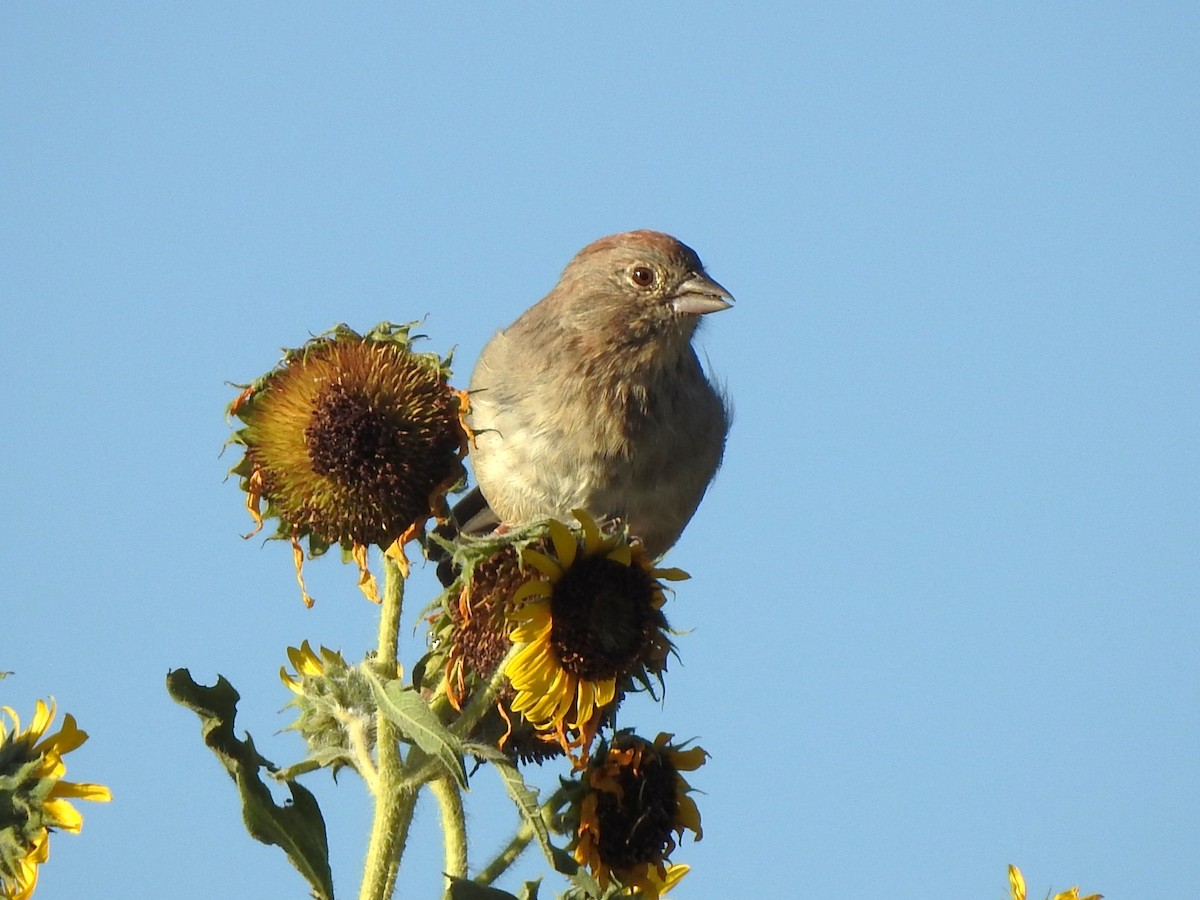 Canyon Towhee - ML642286330